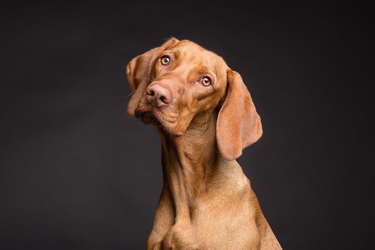 Tips for Training Your Dog to Use a Bell to Go Outside